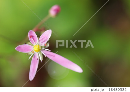 大文字草の花 大文字草の花 18480522