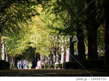 銀杏並木 銀杏並木 18480710