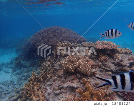 熱帯魚と珊瑚礁 18481124