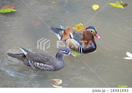 オシドリのつがい オシドリのつがい 18481693