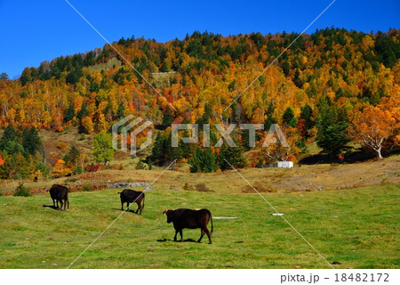 長野県・松川渓谷の山田牧場 18482172