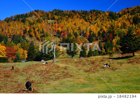 長野県・松川渓谷の山田牧場 18482194
