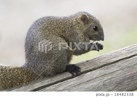 タイワンリス9 タイワンリス9 18482338