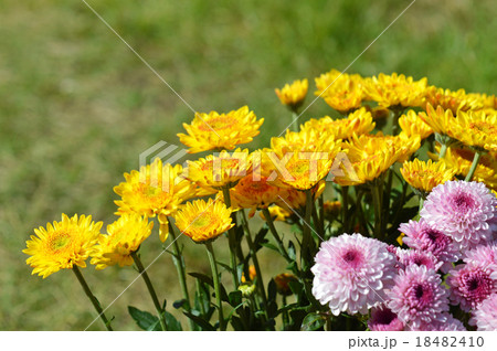 束にした菊 18482410