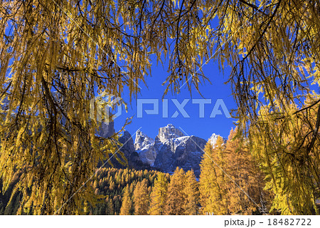カラマツの黄葉美しいドロミティ地方 カラマツの黄葉美しいドロミティ地方 18482722