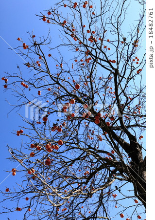 自然　植物　カキノキ、実が小さくて鳥も来ない。完熟しても渋いままという「テンノウガキ」でしょうか？ 18482761