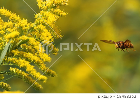 生き物　昆虫　キイロスズメバチ、セイタカアワダチソウに来るアブやミツバチを狙って飛び回っていました 18483252