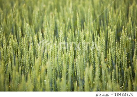 green unripe grains green unripe grains 18483376