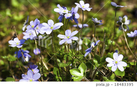 blue glades blue glades 18483395