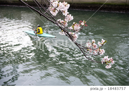 桜と大岡川周辺の風景 18483757
