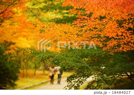 森の公園のモミジ 森の公園のモミジ 18484027