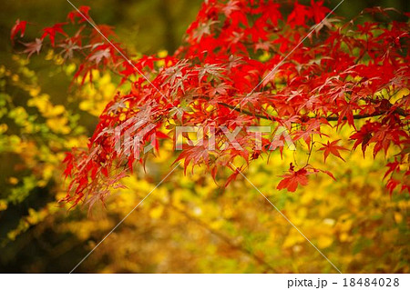 黄金色の萩の黄葉背景のモミジの紅葉の写真素材 [18484028] - PIXTA