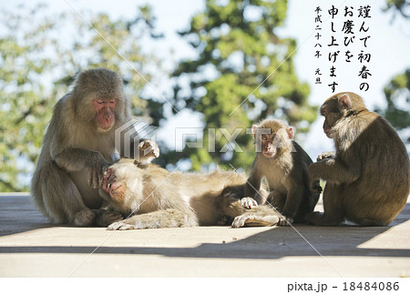 申年の年賀状 18484086