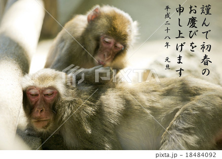 申年の年賀状 18484092