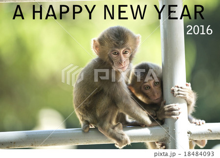 申年の年賀状 18484093