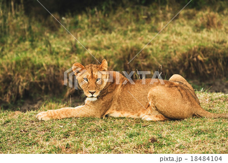 Lioness in the wild,Kenya Lioness in the wild,Kenya 18484104