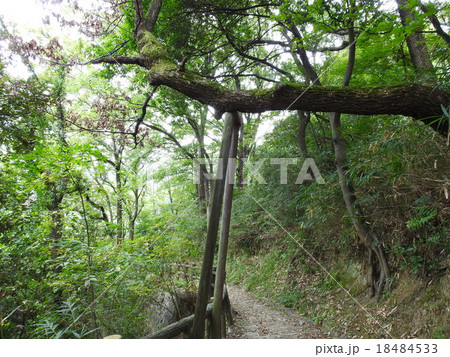 東大阪～生駒山ハイキングコース 18484533