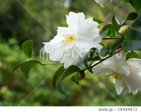 白い山茶花 白い山茶花 18484672