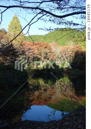 湖面に映るブナ原生林 湖面に映るブナ原生林 18485139