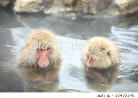 地獄谷温泉の猿 18485249