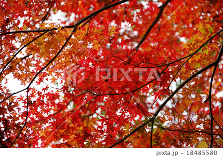 紅葉 赤い 紅葉 赤い 18485580