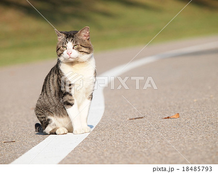 厳ついオス猫の写真素材