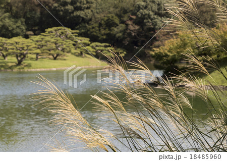 栗林公園のススキ 18485960