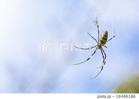 ジョロウグモ 18486186