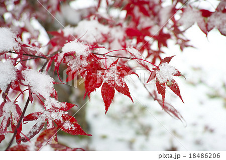 秋から冬へ 18486206