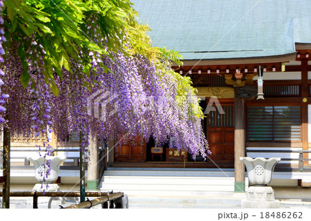 高円寺（高圓寺）の藤（5月）千葉県市川市 18486262