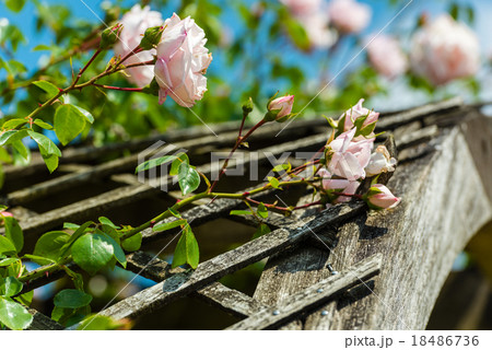 Bush of beautiful roses in a garden 18486736