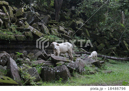 ベンメリア 廃墟と牛 ベンメリア 廃墟と牛 18486796