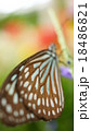 蝶 18486821