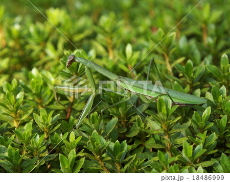オオカマキリ全身右向き 18486999