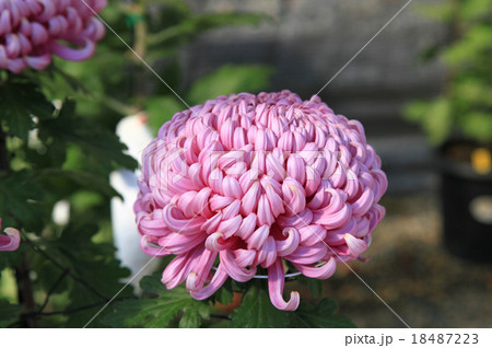 大輪の菊 18487223