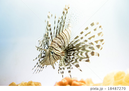 ハナミノカサゴ ハナミノカサゴ 18487270