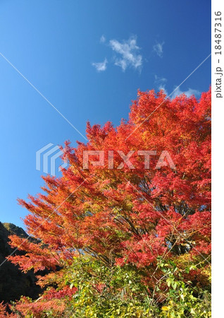 青空と紅葉 青空と紅葉 18487316