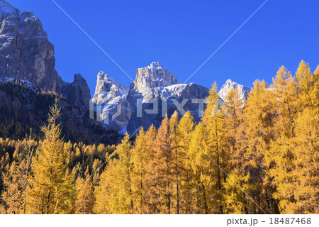 カラマツの黄葉美しいドロミティ地方 カラマツの黄葉美しいドロミティ地方 18487468