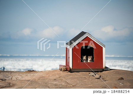 Two Husky puppies in small house 18488254