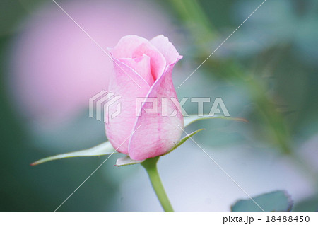 バラ ブライダルピンクの蕾の写真素材