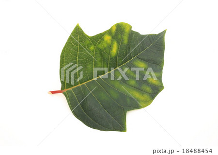 ポインセチアの葉 18488454