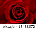 真紅の薔薇 18488672