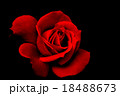 真紅の薔薇 18488673