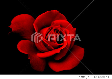 真紅の薔薇 18488673