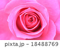 薔薇 18488769
