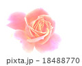 薔薇 18488770
