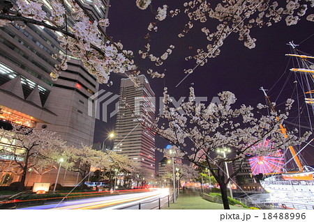 みなとみらい夜桜 18488996