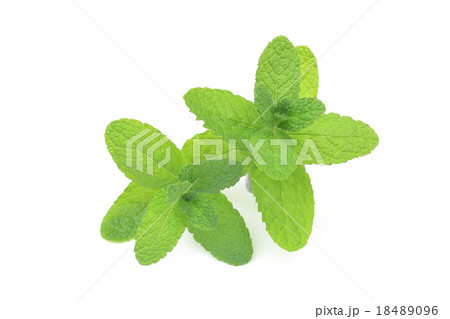 ミント 18489096