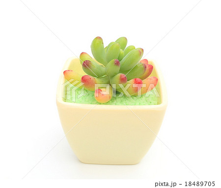 乙女心 乙女心 18489705