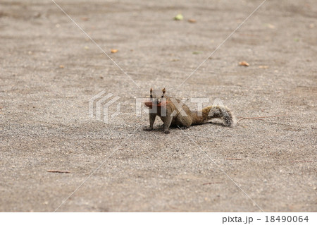 巣材を運ぶタイワンリス 18490064